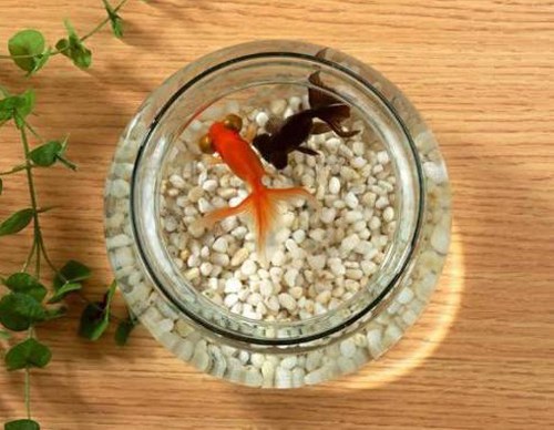 be-ca-nho-giup-cai-thien-van-may